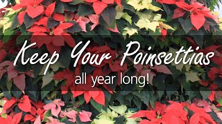 House Plant Care Poinsettias after the Holidays [upl. by Therese]