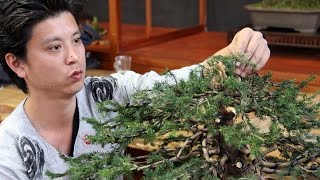 Bonsai demo by Masashi Hirao [upl. by Allyn]