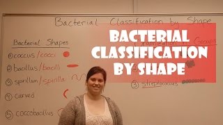 Bacteria Classification by Shape [upl. by Sanez]