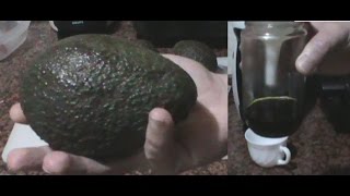 Cómo hacer aceite de aguacate o palta casero  avocado oil  DIY [upl. by Lladnor]