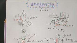 Hypospadias  Embryology [upl. by Enhpad]