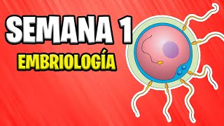 ✅ PRIMERA SEMANA  EMBRIOLOGÍA 📚 DESARROLLO EMBRIONARIO HUMANO  GESTACIÓN  EMBARAZO [upl. by Naman]