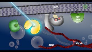 Applications of optogenetics at EMBL [upl. by Wolcott328]