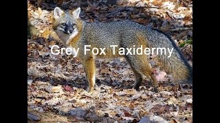 Grey Fox Taxidermy Part 1  Introduction and Skinning [upl. by Germana152]