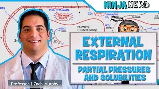 Respiratory  External Respiration Partial Pressures amp Solubilities [upl. by Enogitna]