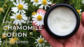 Make Homemade Chamomile Lotion stepbystep from fresh flowers to natural skincare [upl. by Goldsworthy]