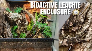 Setting Up A Bioactive Leachianus Gecko Enclosure  Upgrade For Chaos [upl. by Gerdy]