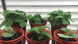 How To Grow A Kiwi Tree Or Vine From Seed Day 53 [upl. by Innattirb346]