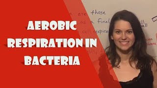 Aerobic Respiration in Bacteria [upl. by Mylor]