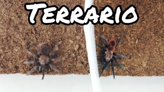 Como hacer Terrario para Tarantulas  Terrarios  Mascotas [upl. by Sanchez320]