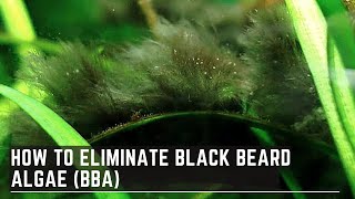 How to Eliminate Black Beard Algae  Treating Stubborn BBA [upl. by Loleta]