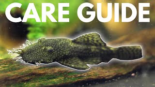 How to Care for Bristlenose Plecos Beginner Guide [upl. by Josselyn]