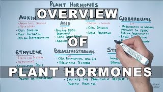 Plant Hormones  Types and Functions [upl. by Adihsaar]