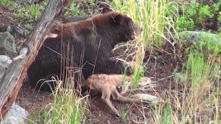 Bear eats elk calf alive  RAW uncut version  Yellowstone National Park [upl. by Irahk]