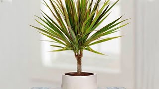 How to propagate DRACAENA MARGINATA from cuttings  DRAGON TREE care [upl. by Eirelav]