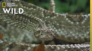 The Cascabel Rattlesnake  Worlds Deadliest Snakes [upl. by Anni6]