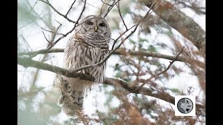 Cri de la Chouette rayéeCall of the Barred Owl [upl. by Diver]