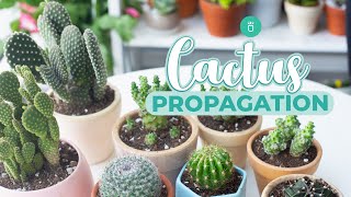 HOW TO PROPAGATE CACTUS EASY amp FAST [upl. by Ward715]