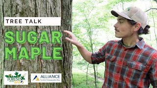 Tree Talk Sugar Maple [upl. by Pettifer]