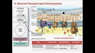 Aerobic Cellular Respiration [upl. by Jori847]