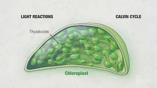 Photosynthesis Part 4 Chloroplasts  HHMI BioInteractive Video [upl. by Ailegna]