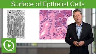 Epithelial Cells Surface amp Infoldings – Histology  Lecturio [upl. by Kary]