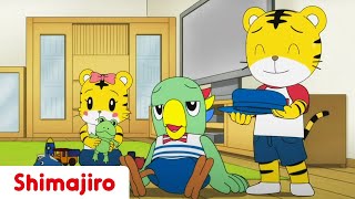 Young Sibling Education 👀 Brother amp Sister  Kids videos for kids  Shimajiro [upl. by Otanod]