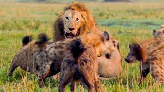 Best Lion Moments Part 1  Top 5  BBC Earth [upl. by Pradeep]