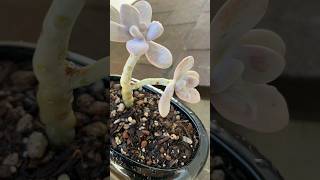 Odayakana  Serenidad  Especie Pachyphytum Oviferum [upl. by Ardied]