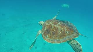 Swim with Turtles Shipwrecks Snorkel and Beach Bridgetown Barbados [upl. by Adnoval]