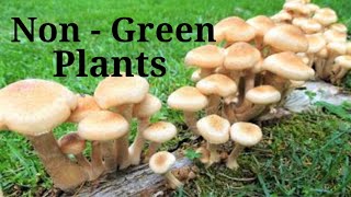 non green plantsnon green plants examples parasitic plants kya hote hainmushroom plant toadstool [upl. by Arerrac515]