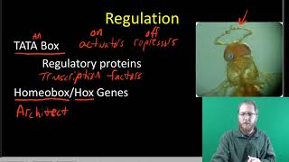 Prokaryotic and Eukaryotic Gene Regulation [upl. by Decker]