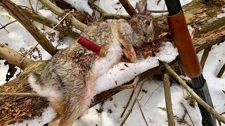 Rabbit Hunting Tips for Beginners [upl. by Quirita]