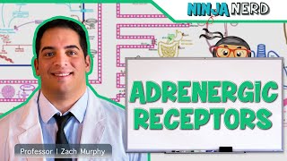 Neurology  Adrenergic Receptors [upl. by Maisey]