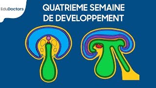 Quatrième semaine de développement  Embryologie générale [upl. by Adigirb]