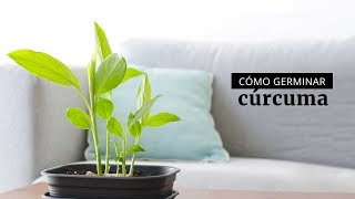 Cómo cultivar cúrcuma [upl. by Airret]