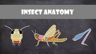 Insect Anatomy  Entomology [upl. by Oilime]