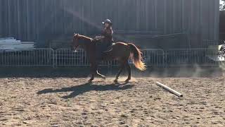 Gaited Horse Training  Missouri Fox Trotter Lesson [upl. by Hinch805]