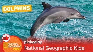 All About Dolphins  Nat Geo Kids Dolphins Playlist [upl. by Akli773]