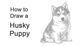 How to Draw a Puppy Husky [upl. by Chae]