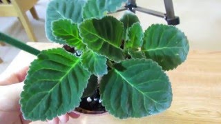 Gloxinia Growing Lots Of Healthy Leaves [upl. by Portugal]