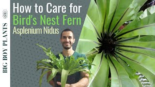 How to Care for a Birds Nest Fern Asplenium Nidus [upl. by Schatz]