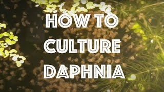 How To Culture Daphnia Magna [upl. by Klimesh]