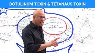 Botulinum Toxin amp Tetanus Toxin Mechanism [upl. by Randolph]