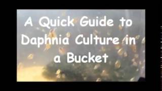 How to culture daphnia outside [upl. by Yelyac]