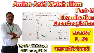 Deamination amp Decarboxylation  Amino Acid Metabolism  Biochemistry  BP203T  L43 [upl. by Ialda]