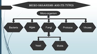 Introduction to Microbiology in Hindi  Microbiology with Sumi [upl. by Sezen851]