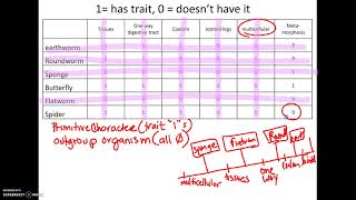 325 AP18 How to make a Cladogram [upl. by Imot]