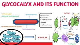 Glycocalyx and its functions [upl. by Nessie]