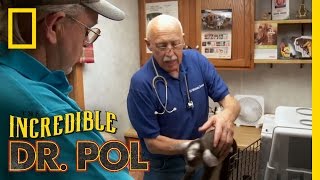 Parasitic Baby Goat  The Incredible Dr Pol [upl. by Seidel]